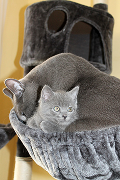 Chartreux Kitten