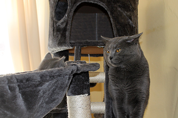 Chartreux Kitten