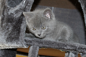 Chartreux Kitten