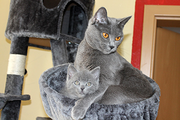 Chartreux Kitten