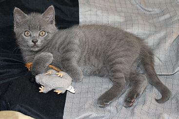 Chartreux Kitten