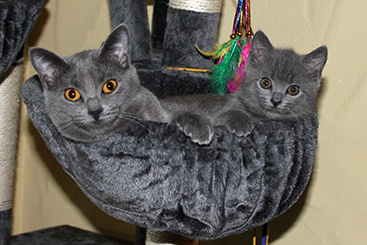 Chartreux Kitten