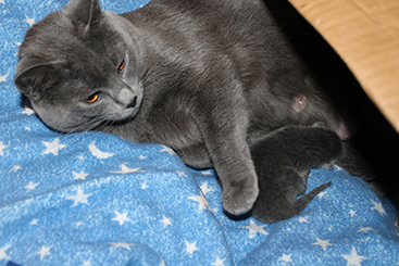Chartreux Kitten