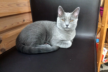 Chartreux Kitten