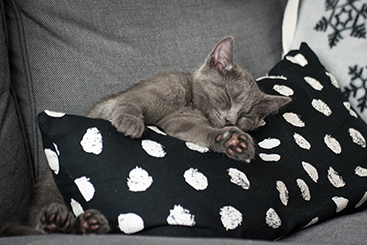 Chartreux Kitten