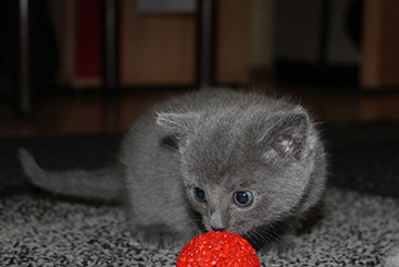 Chartreux Kitten