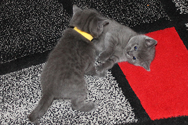 Chartreux Kitten