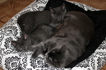 Chartreux Kitten
