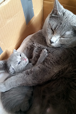 Chartreux Kitten