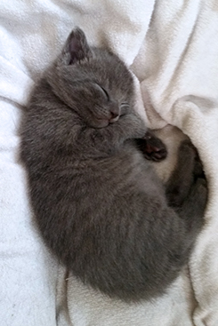 Chartreux Kitten