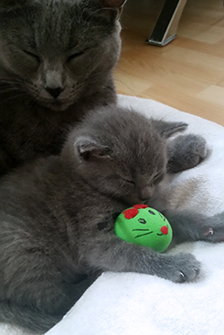 Chartreux Kitten