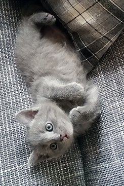 Chartreux Kitten