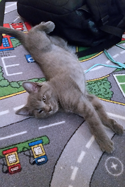 Chartreux Kitten
